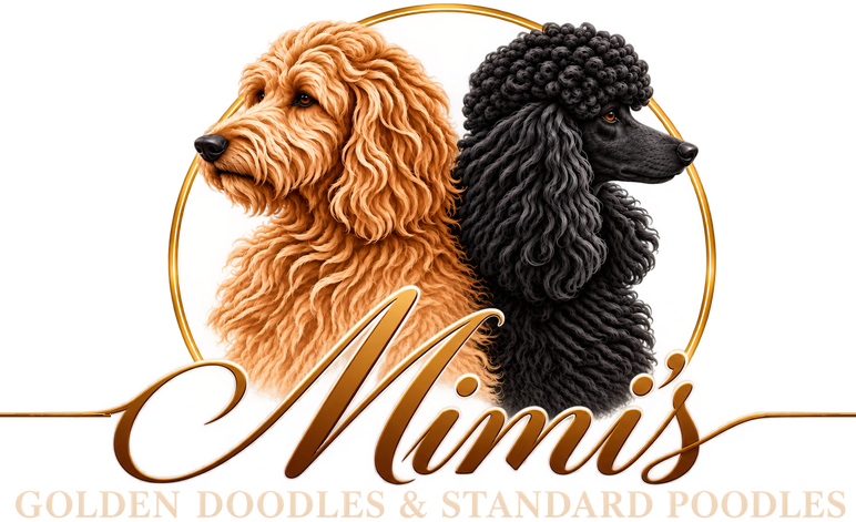 Mimi's Golden Doodles & Standard Poodles