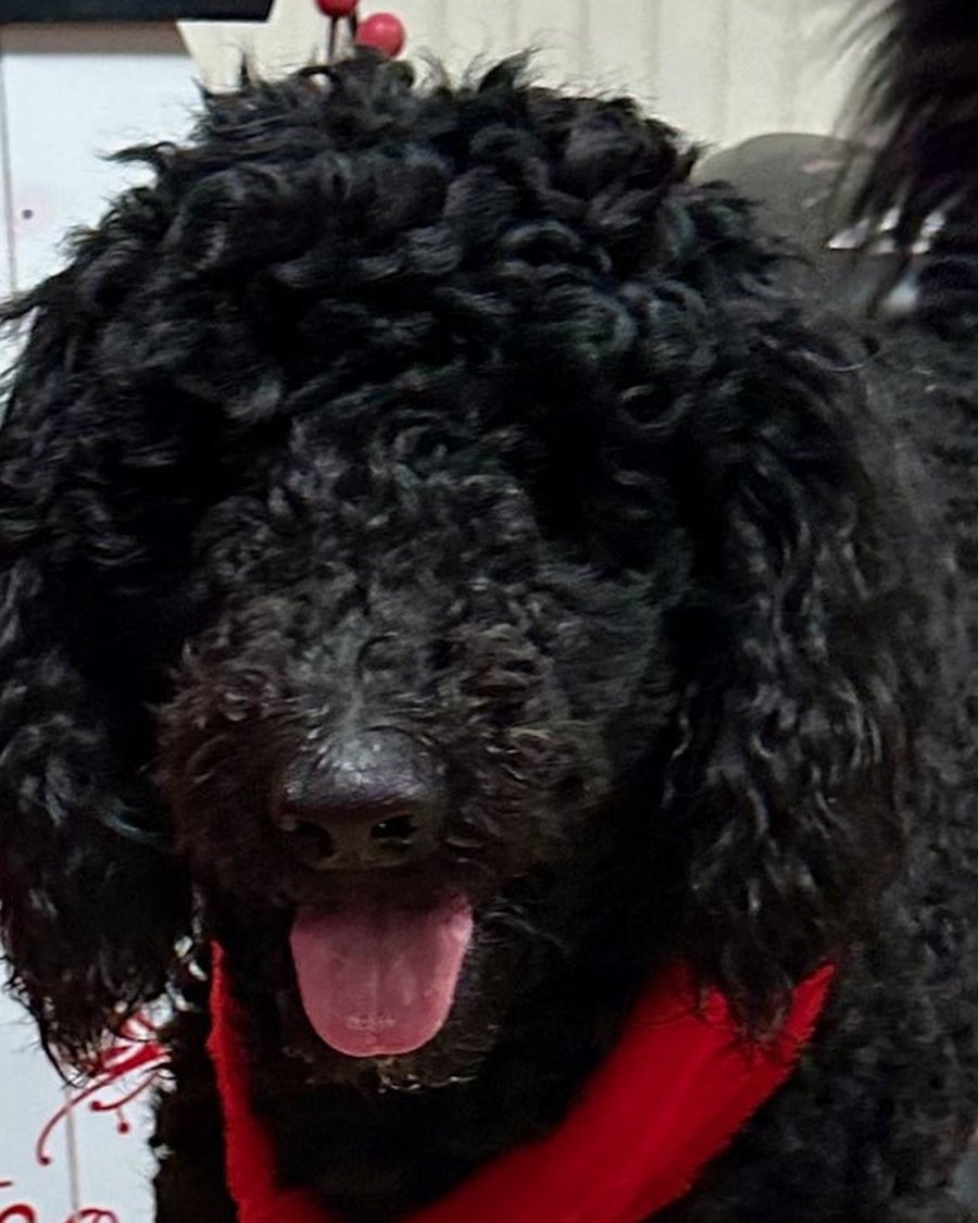 Buck Lee, a black Standard Poodle
