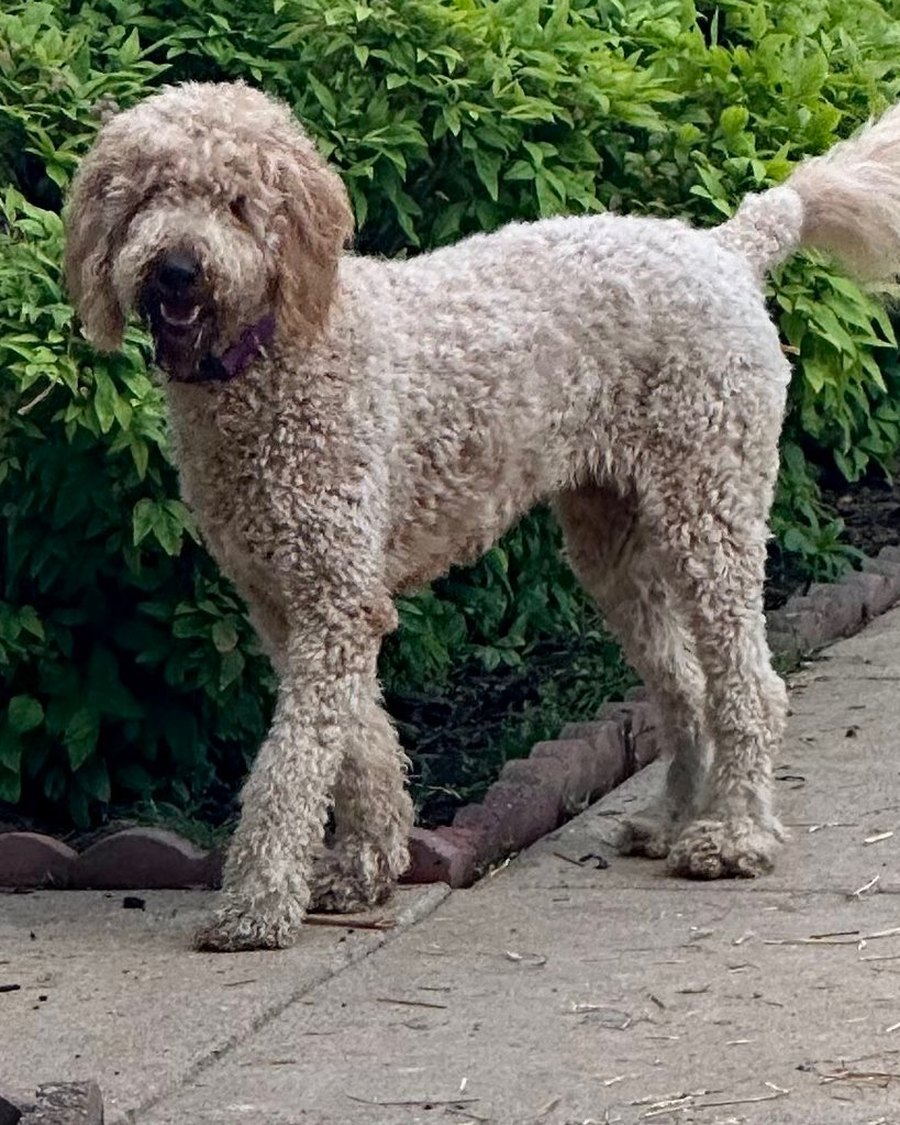 Daisy Marie, a cream Standard Golden Doodle