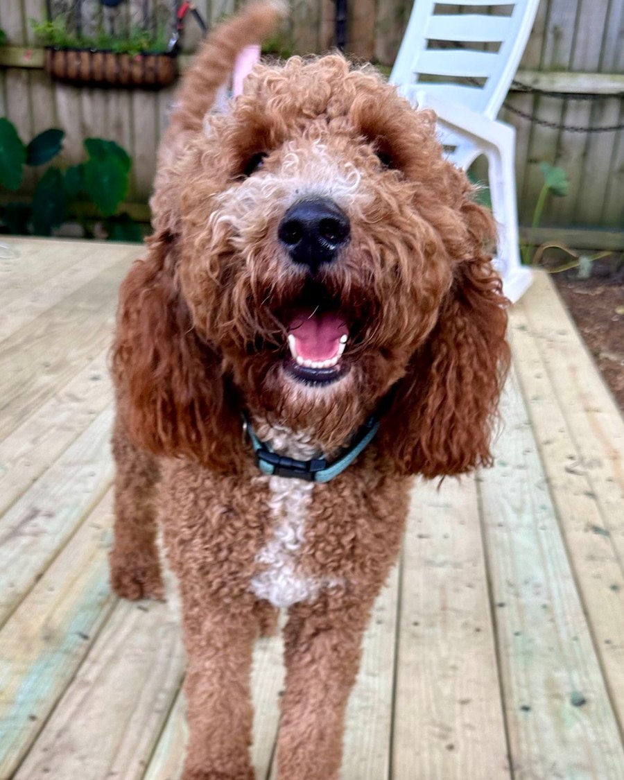 Dash Riprock, a red Miniature Golden Doodle
