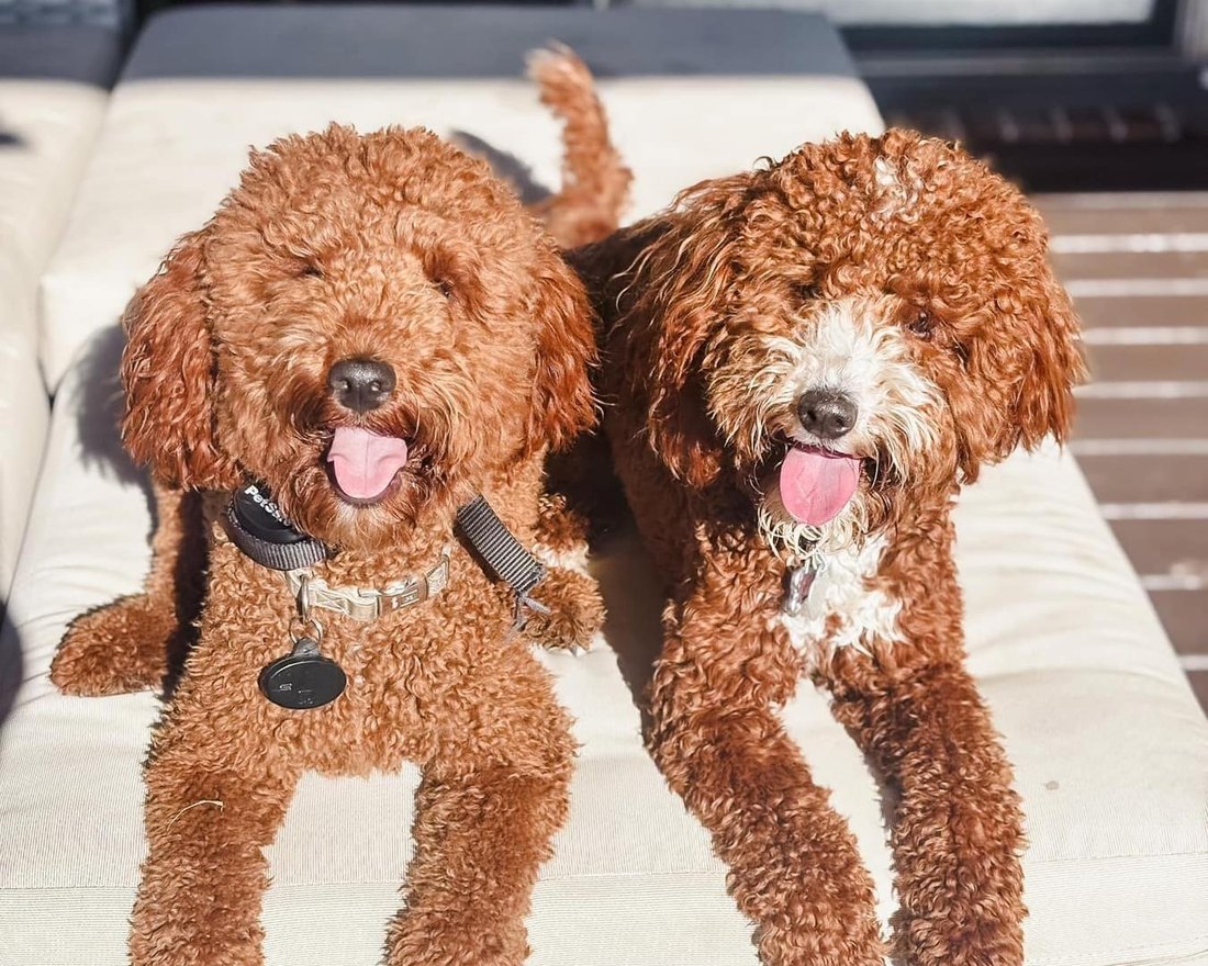 Ellie Mae and Dash Riprock lying side by side on a cushion