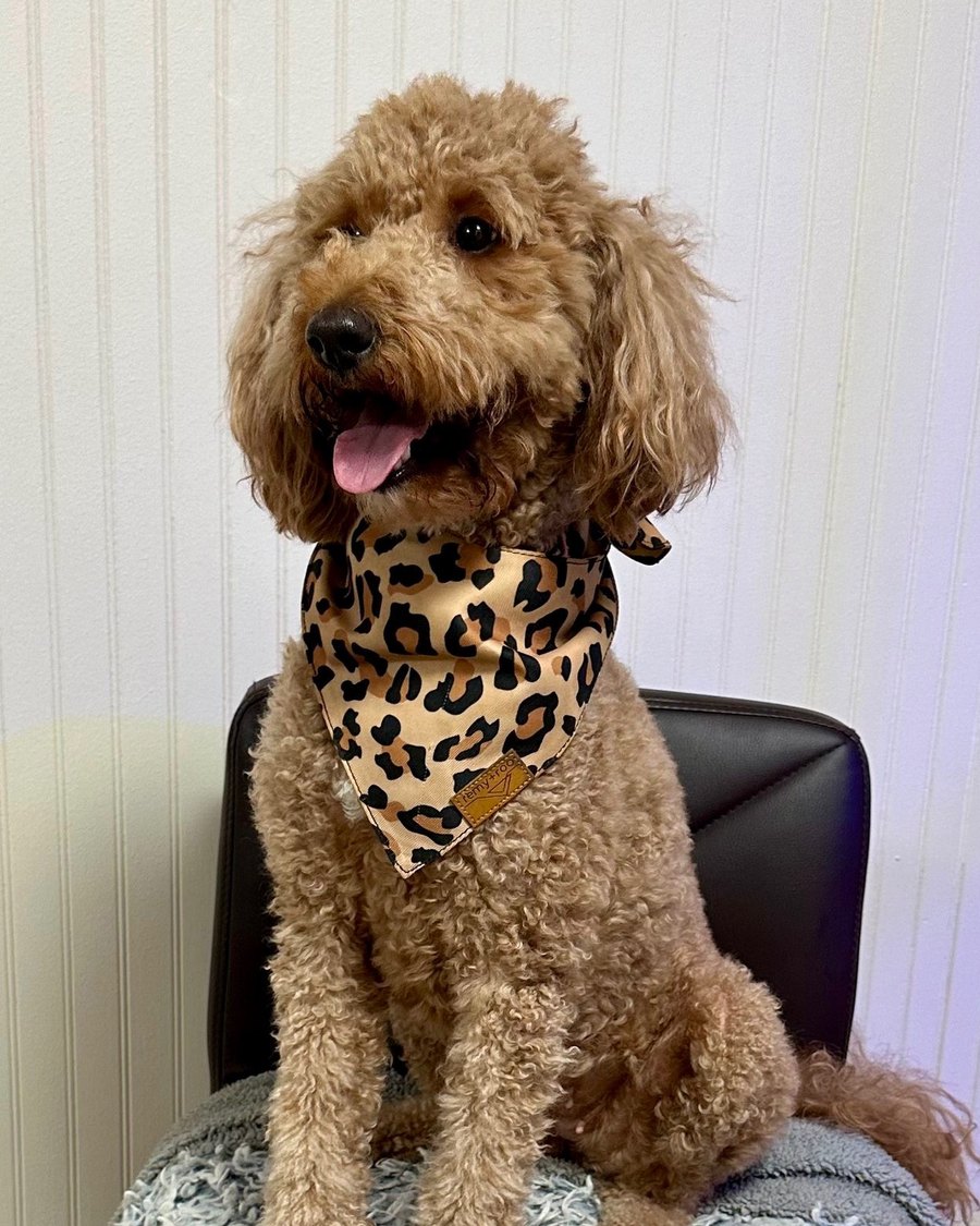 Ellie Mae, a red Miniature Golden Doodle