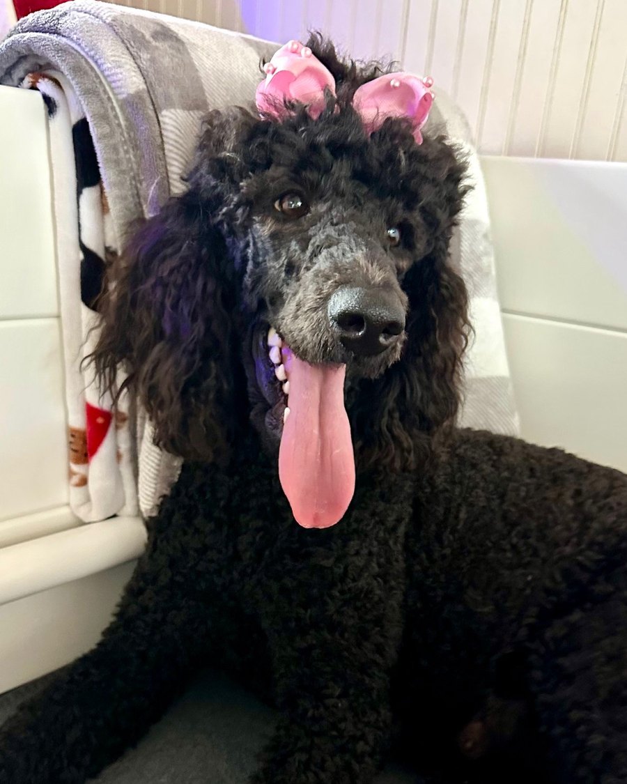 Honey Bunny, a black Standard Poodle