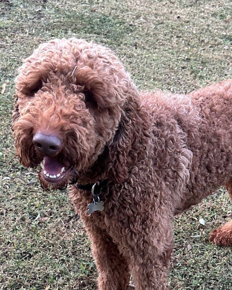 Zeke Everette, a red Standard Golden Doodle