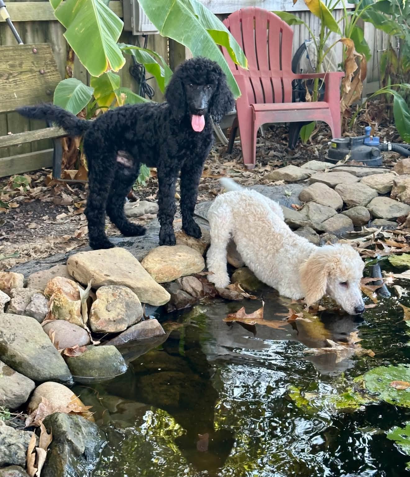 Two of our puppies exploring the koi pond in the backyard, one black and one cream